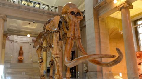 A replica model of a mammoth displayed in a museum with marble-looking architecture. 