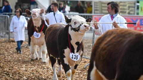 Farmers leading cows in a parade at the Royal Bath and West Show in 2023. There are two brown and white cows in the frame. They both have number tags around their necks, reading 135 and 136. 