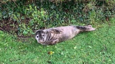 A seal pup in a garden on grass in front of hedge. The seal is grey and black coloured and looking at the camera. 