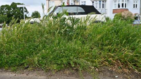 An overgrown grass verge