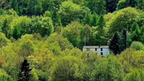 A dense forest with varied green foliage surrounds a white house with a dark roof, partially hidden among the trees in the lower right corner.
