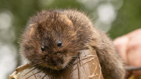 A close up of one of the 200 water voles released into Batford Springs Local Nature Reserve.