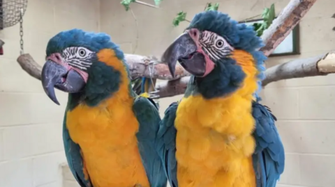 Two blue-throated macaws in their enclosure.