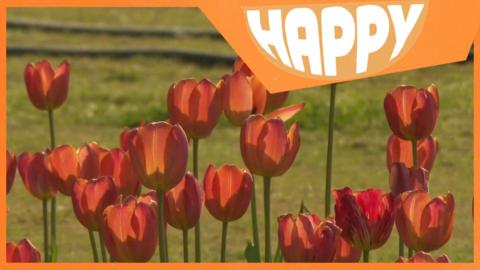 Red tulips and the Happy News logo