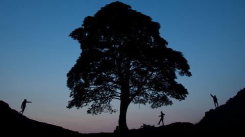 Silhouette of the tree with three people walking around it base