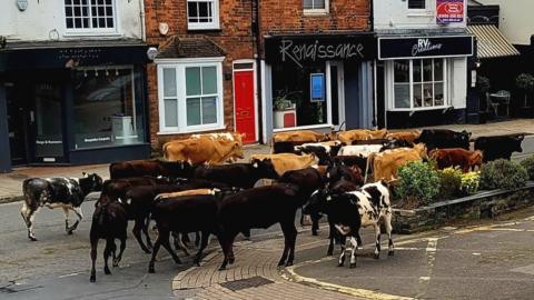 Cows in Marlow