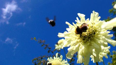 A bee is sitting on a yellow flower with another one coming in to land. The sky is bright blue behind