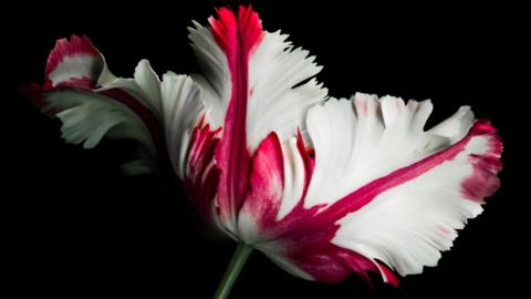 White and red parrot tulip on a black background