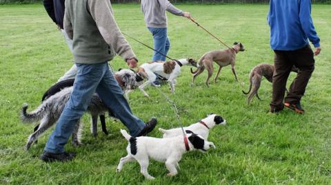 A group of dogs being walked by four men.