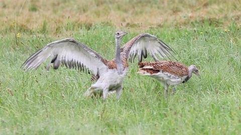 Thriving great bustard chicks on Salisbury Plain