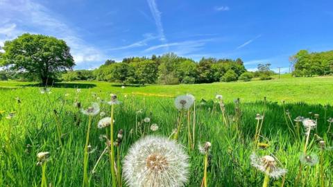 wide expanse of lush green field with long grass in foreground, trees in background under a blue sky
