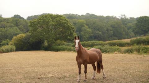 Horse in a field