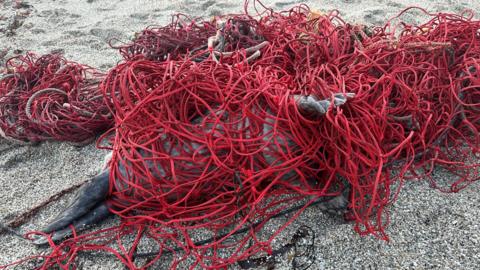 A grey seal tangled up in red netting on a Cornish beach. The seal is barely visible from the netting.