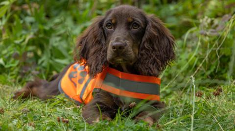 A picture of a brown cocker spaniel puppy wearing an orange hi vis coat and lying on the grass.