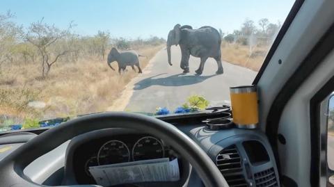 Two elephants crossing a road in the Kruger National Park