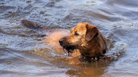 A tan coloured terrier swimming in open water 
