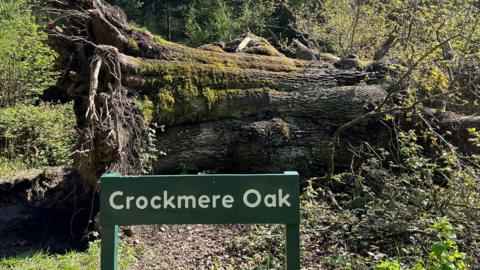 Fallen Crockmere Oak, lying on the ground with its roots pulled up