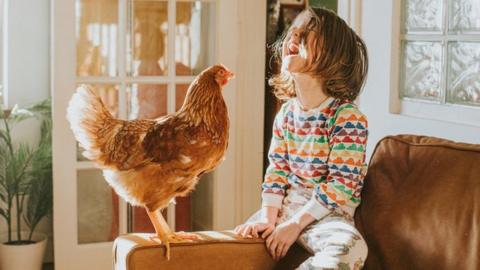 Chicken with child in house
