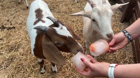 Carrot lollipops being given to goats