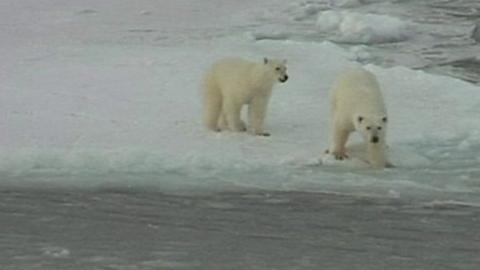 Polar bears