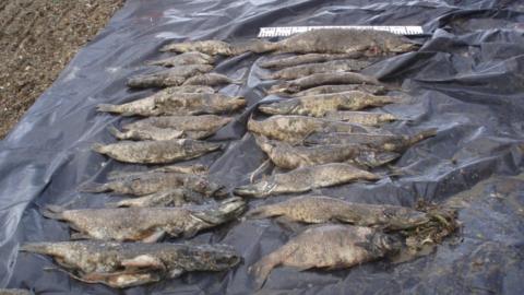 Dead pike retrieved from the River Witham