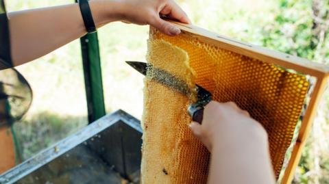 A hand scraping honey from a frame containing honeycombs