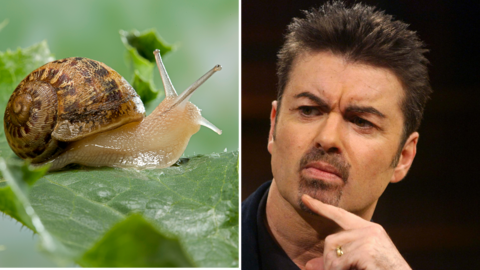 An edited image shows a snail on a leaf on the left, and a close-up of singer George Michael on the right