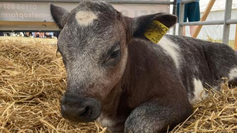 A black and white calf laying on straw in an enclosure. 
