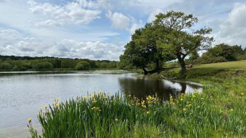 A lake surrounded by grass, trees and some daffodils under a cloudy, blue sky