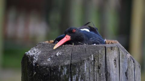 An oyster catcher sitting on a tree stump 