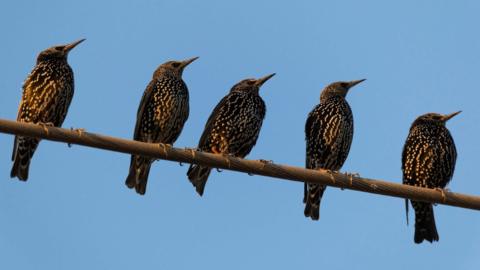 Five starlings perching on a wire cable with a bright blue sky behind them