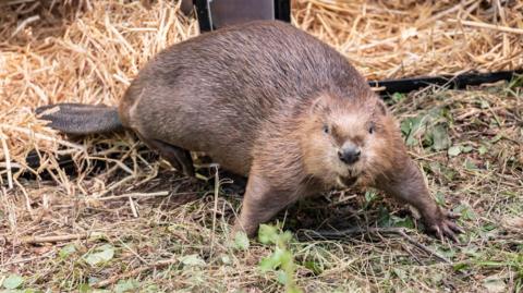 Steve the beaver looking into the camera with his mouth slightly open. He is standing on some grassy woodland with boxes with straw behind him.