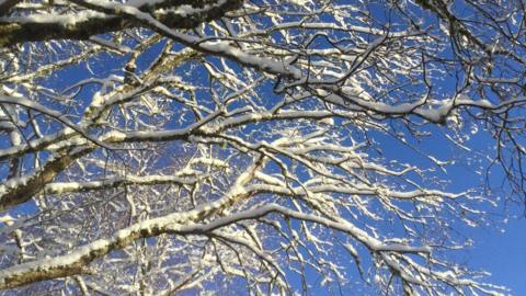 Bright blue sky behind tree branches covered in snow