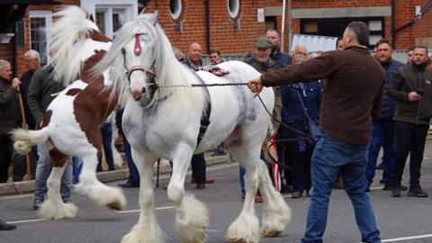 Horses in the streets with their handlers in front of onlookers.