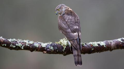 The bird is perched on a lichen covered branch. The hawk is grey and brown in colour and, with its bright yellow eye, is looking down in search of prey on the ground.