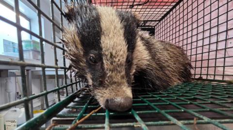A badger inside a cage at an animal sanctuary. It has dirty beige and black fur and a long black nose.