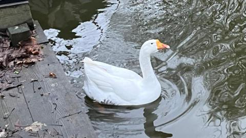 A white goose is gliding along a waterway near some wooden decking. There is part of a hosepipe on the deck and lots of old leaves and debris.