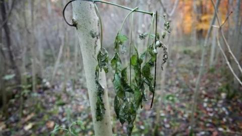 A picture of leaves showing ash dieback
