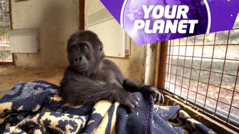 A baby gorilla and the Your Planet logo