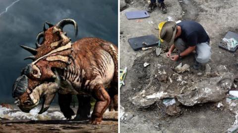 Dinosaur and its skull being uncovered