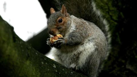 A grey squirrel is holding a nut, sitting on the branch of a tree.