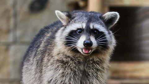 A raccoon looks at the camera, they have their mouth open, almost as if they're smiling, and their ears are perked up. Their markings are black and white, framing their face.