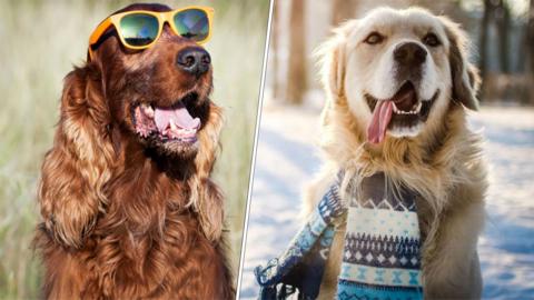 A dog in hot weather wearing sunglasses alongside a dog in the snow with a scarf 