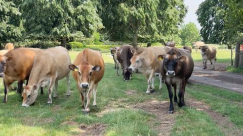 cows on farm