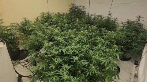 A room filled with cannabis plants