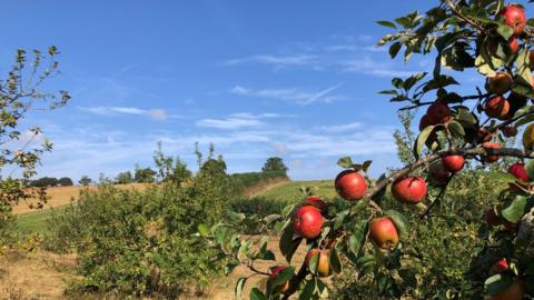 Red apples on a tree branch to the right with fields and blue sky overhead