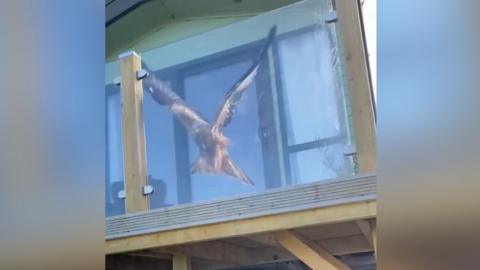 A large bird is slightly in the air with its wings fully extended. However, it is trapped behind a small glass wall trying to get out. The glass wall is part of the perimeter of what seems to be a small stationary cavaran site, the building is comprised of light green painted wood and unpainted light woods. 
