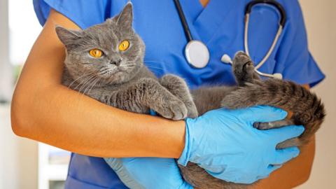 Grey short-haired cat with amber eyes being held in the arms of a veterinary worker wearing blue scrubs and blue rubber gloves, with a stethoscope around their neck.