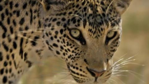 A close up of a cheetah
