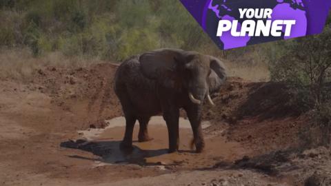 Elephant plays in mud